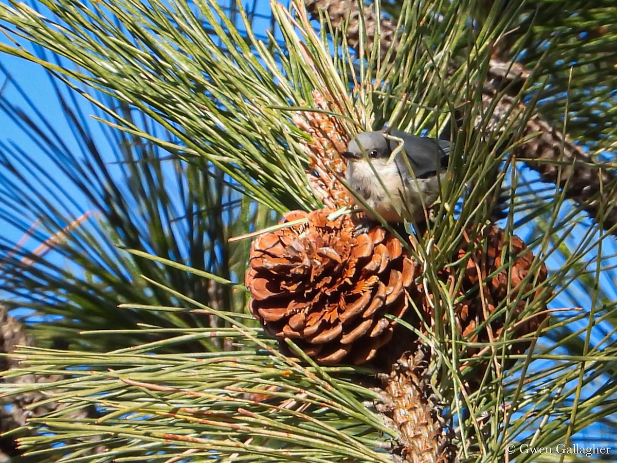 Pygmy Nuthatch - ML625144471