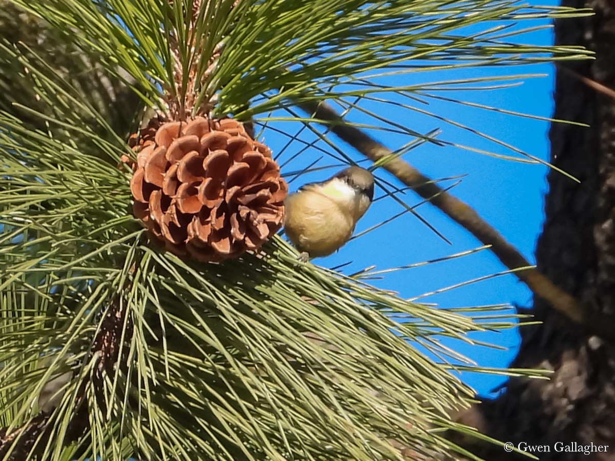 Pygmy Nuthatch - ML625144472