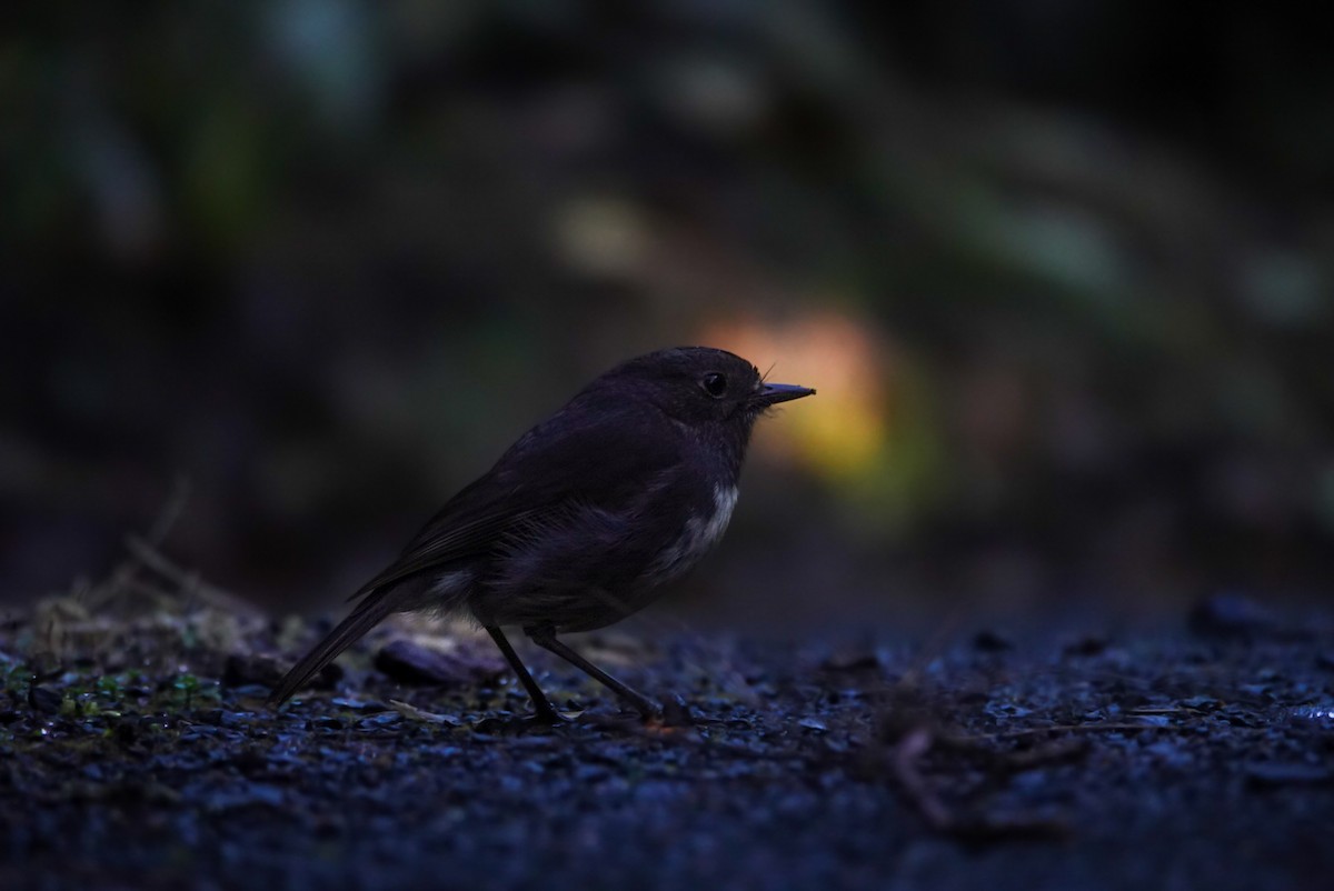 South Island Robin - Alfie Benbow