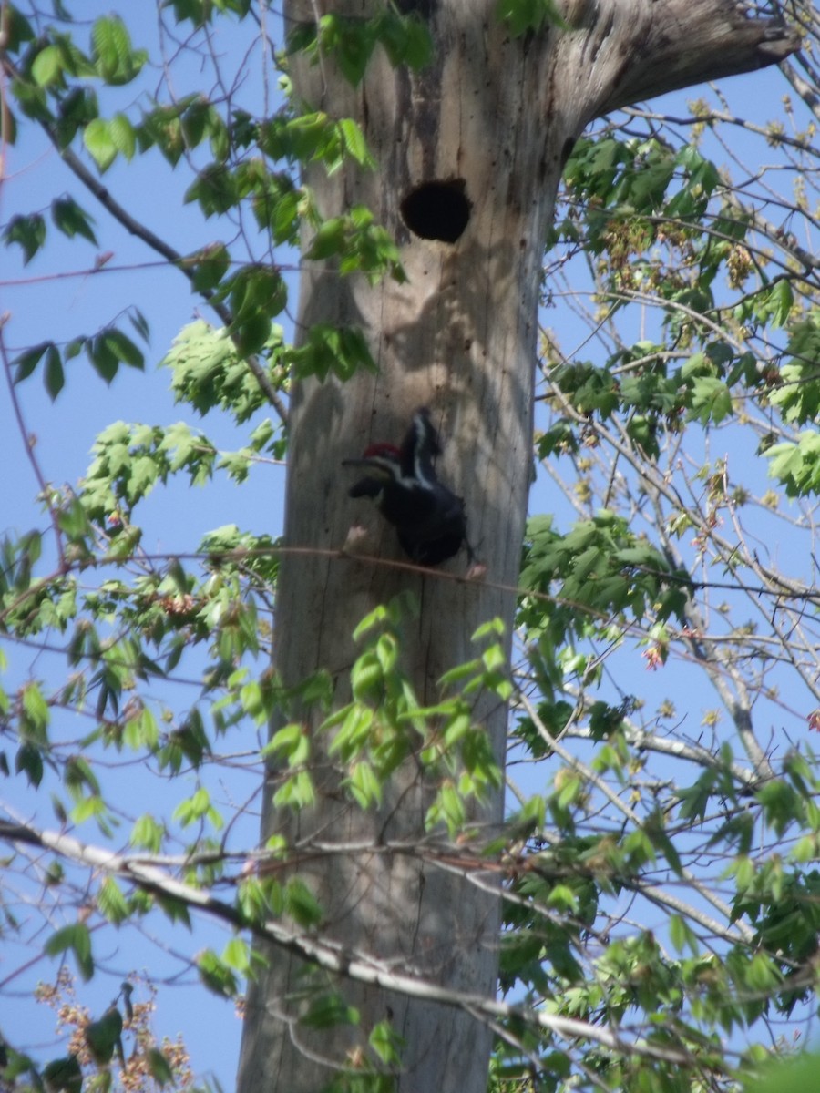 Pileated Woodpecker - ML625144612