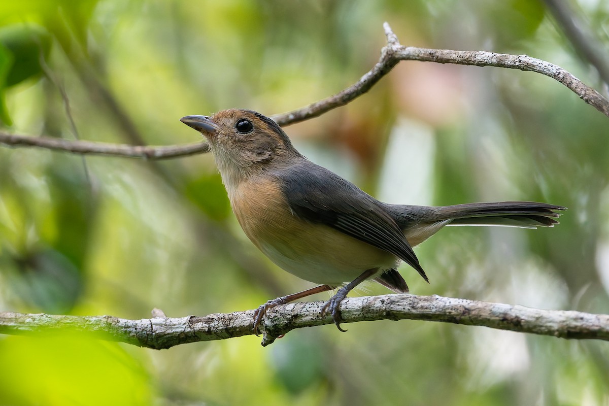 Gray-throated Chat - ML625144617