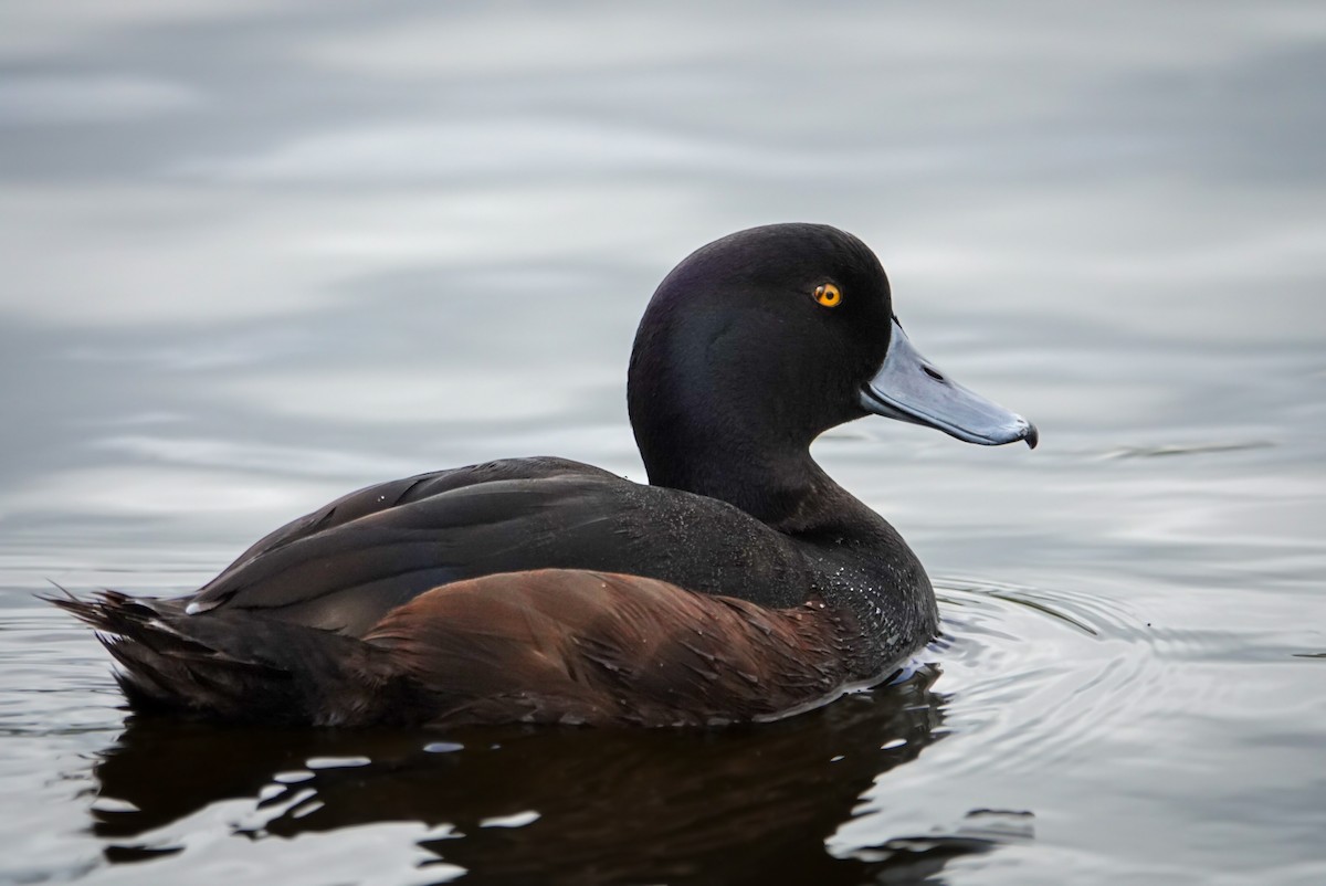 New Zealand Scaup - Alfie Benbow