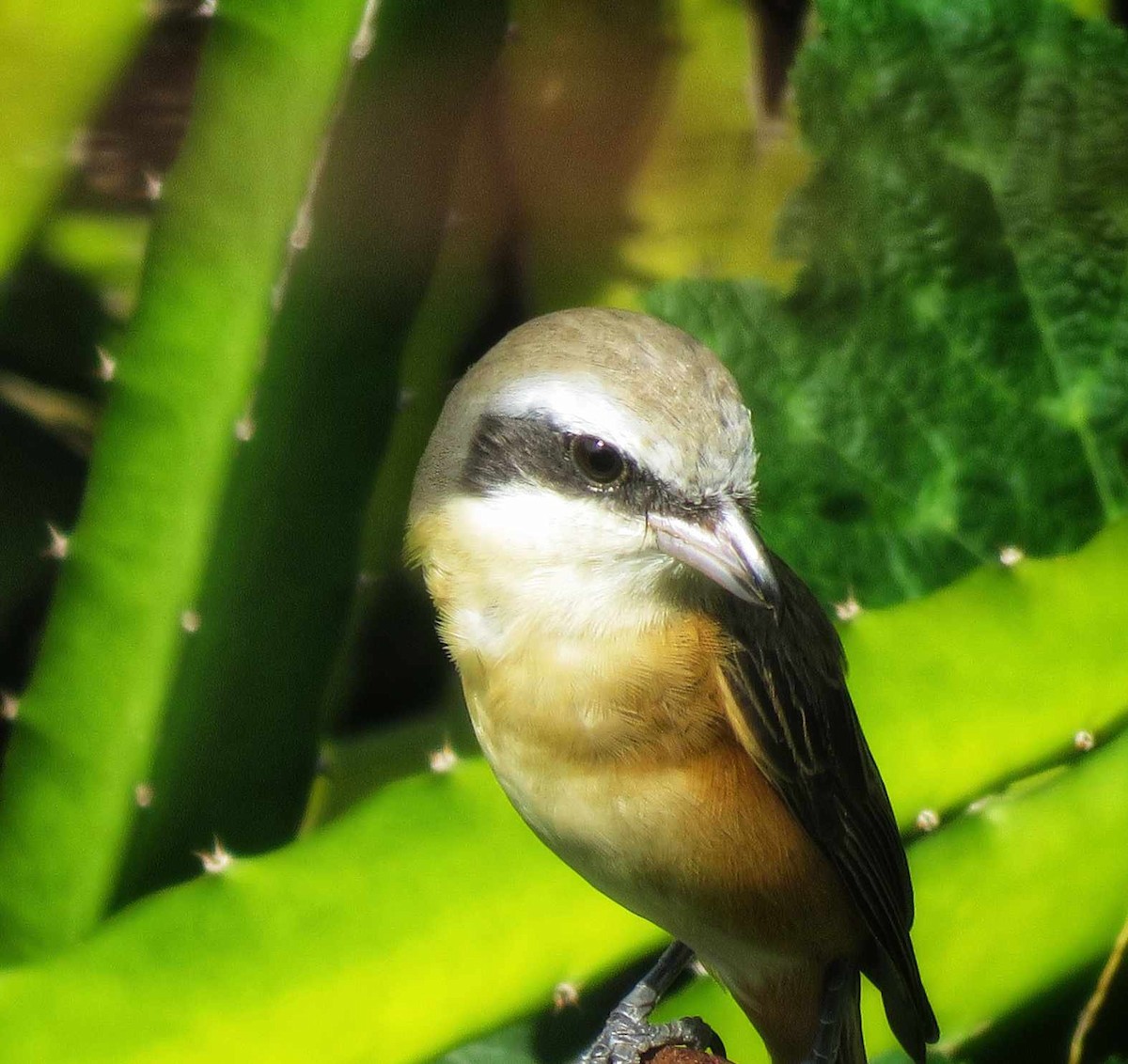 Brown Shrike - Jacob Franco Te