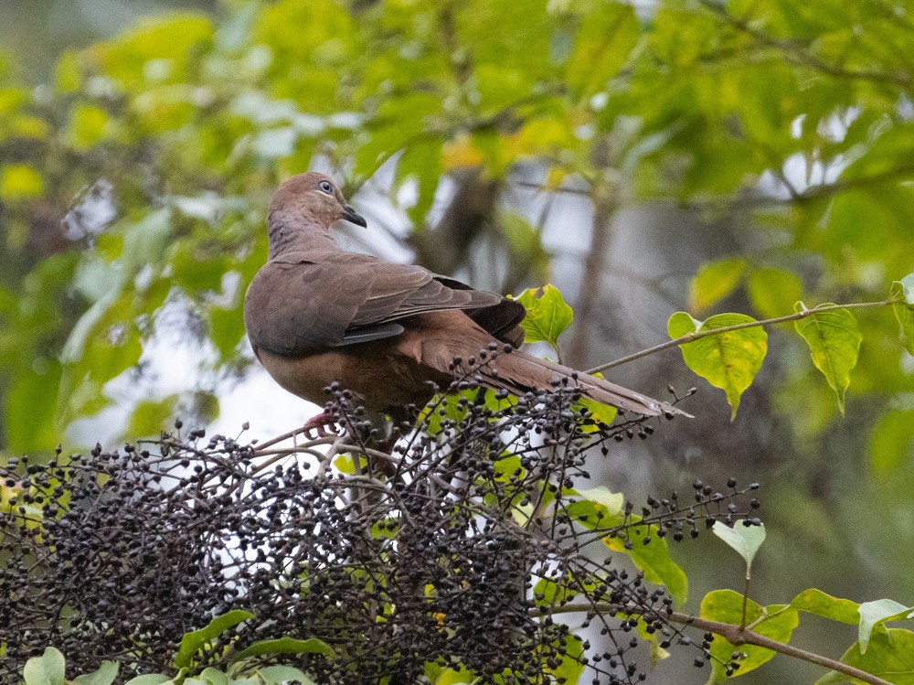 Brown Cuckoo-Dove - ML625144791