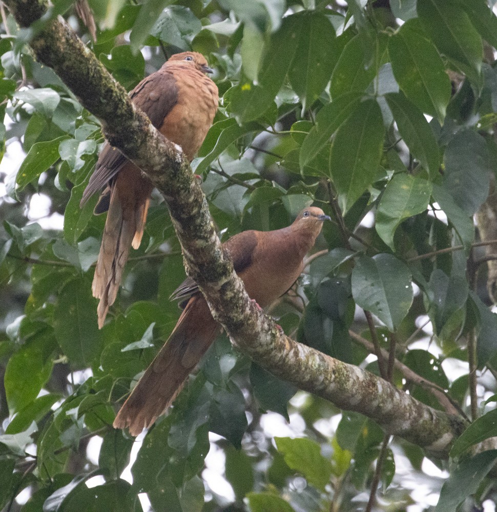 Brown Cuckoo-Dove - ML625144793