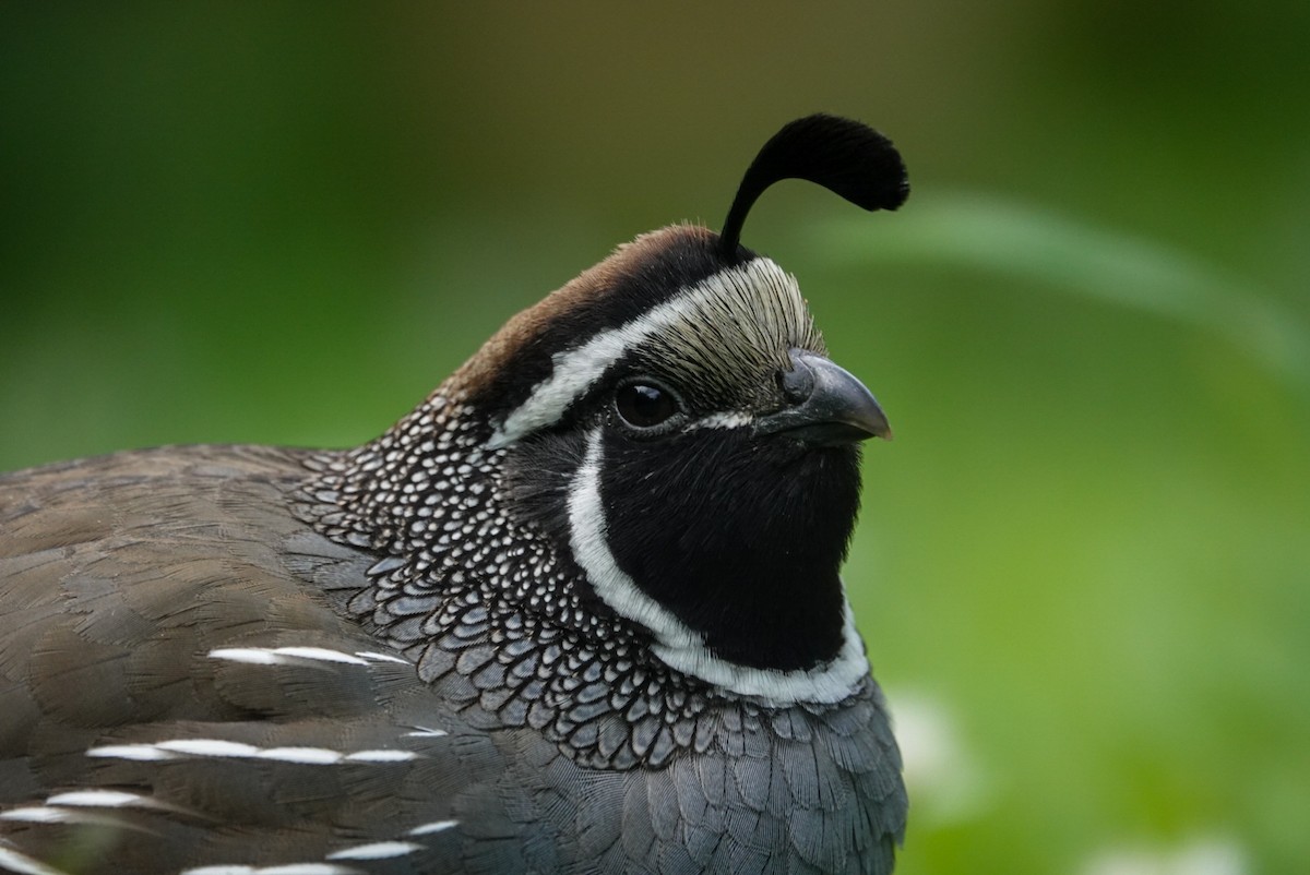 California Quail - Alfie Benbow