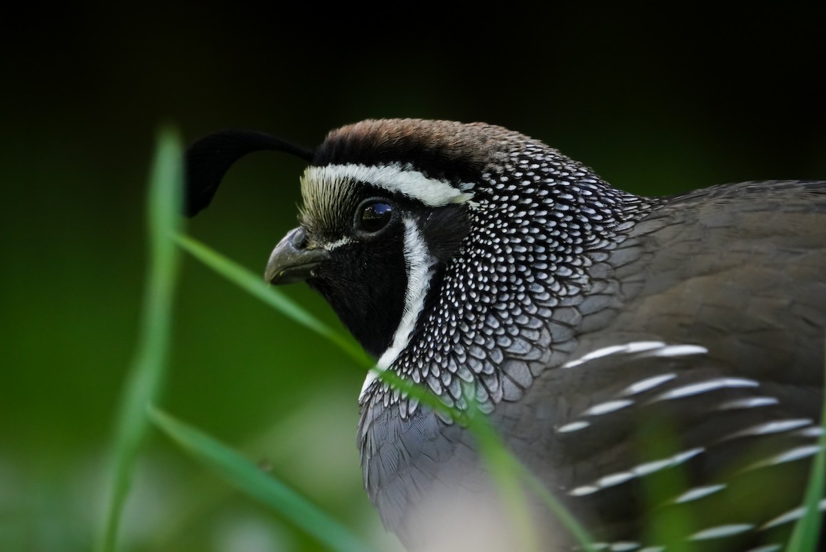 California Quail - Alfie Benbow