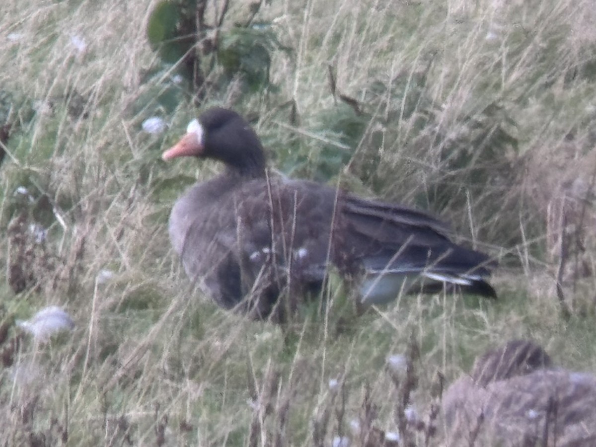 Greater White-fronted Goose (Greenland) - ML625144843