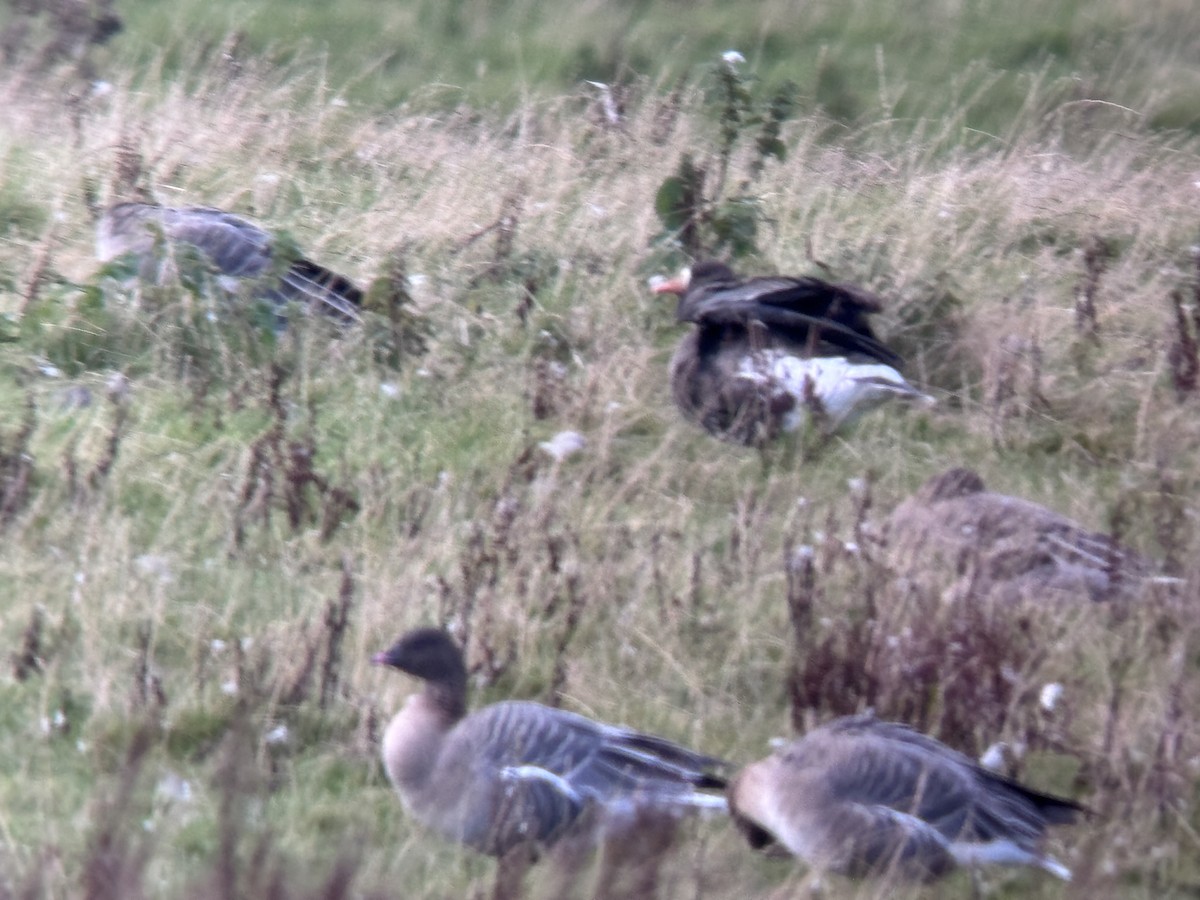 Greater White-fronted Goose (Greenland) - ML625144844