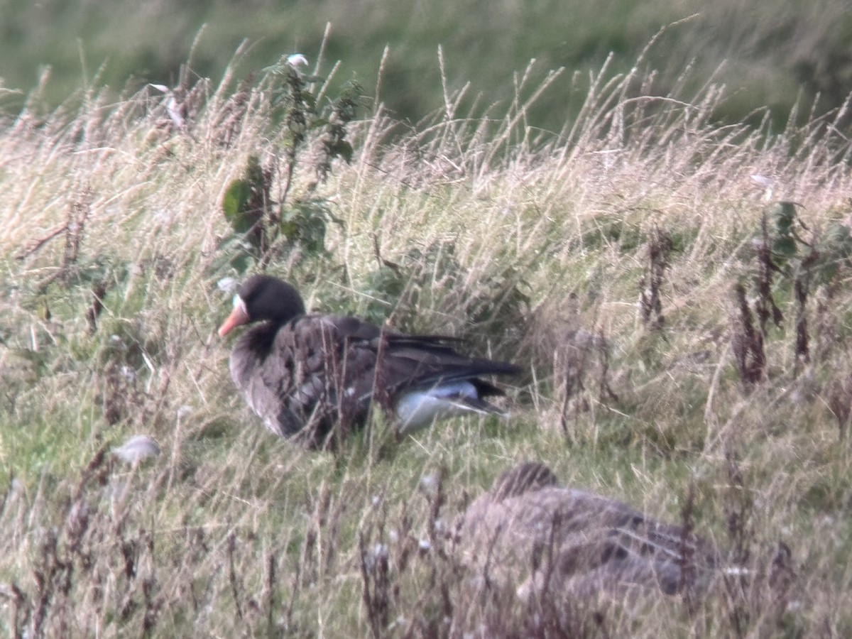 Greater White-fronted Goose (Greenland) - ML625144845