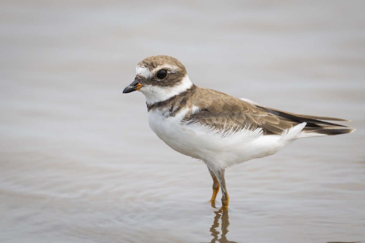 Semipalmated Plover - Moises Rodriguez