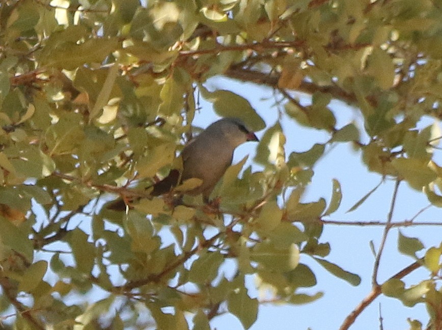 Cinderella Waxbill - ML625144914