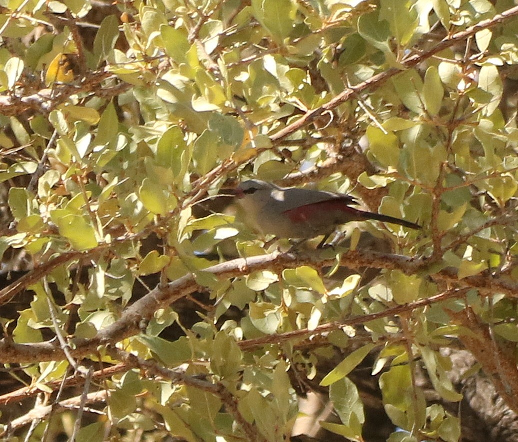 Cinderella Waxbill - ML625144916