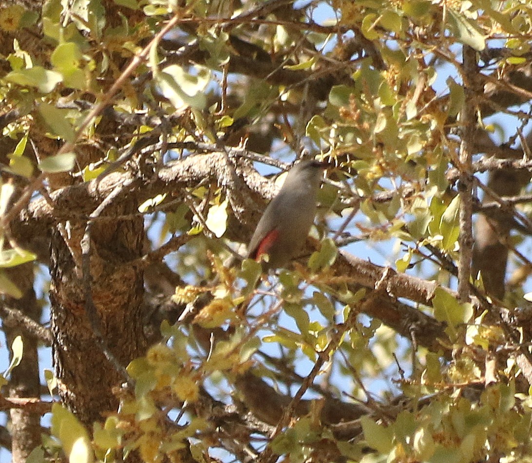 Cinderella Waxbill - ML625144918