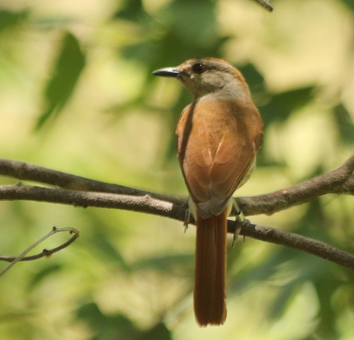 Rufous-tailed Palm-Thrush - ML625145008