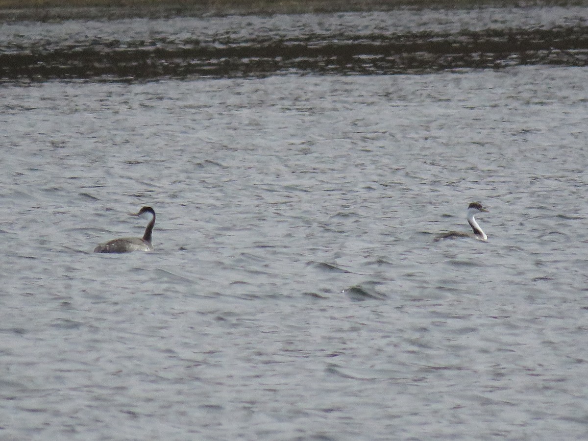 Western Grebe - ML625145023