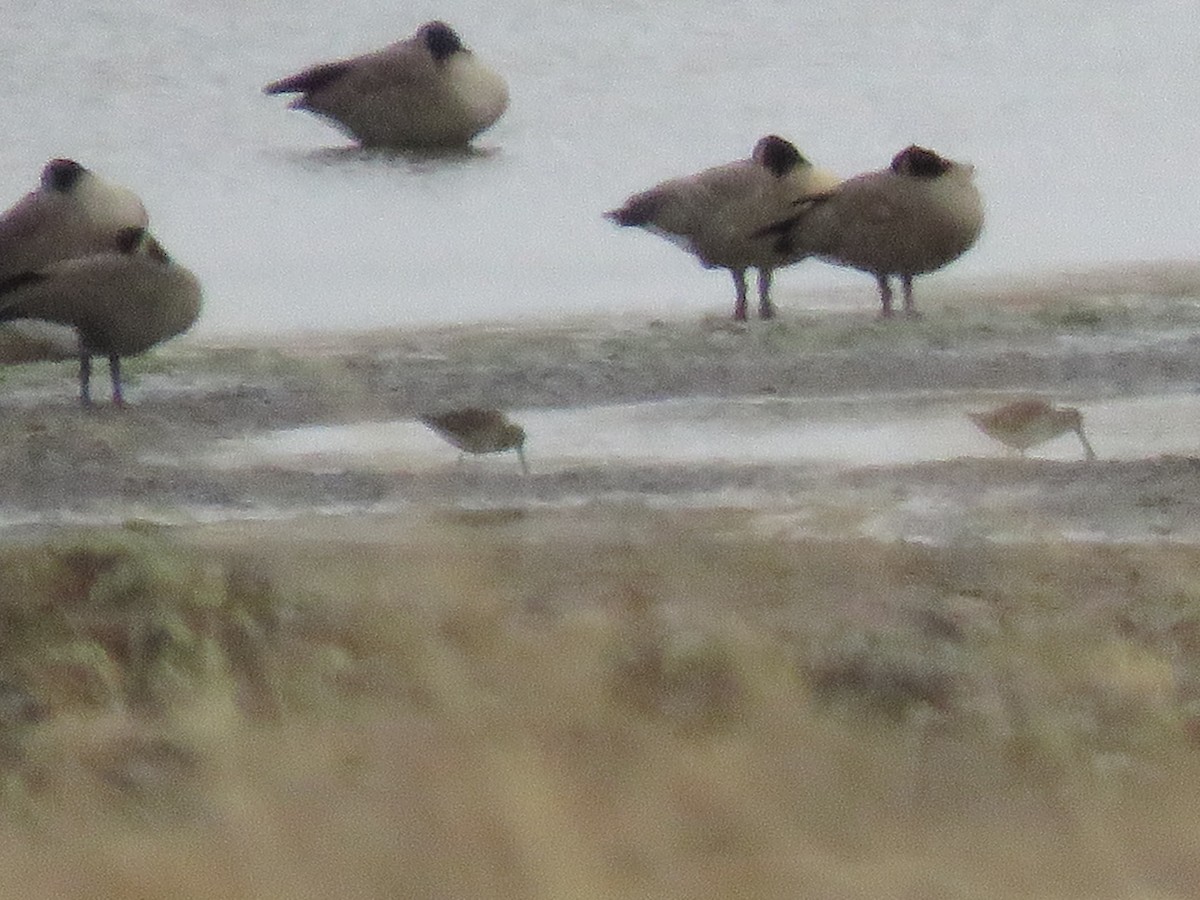Dunlin - ML625145031