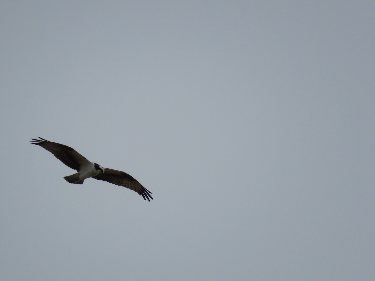 Osprey - ML625145032