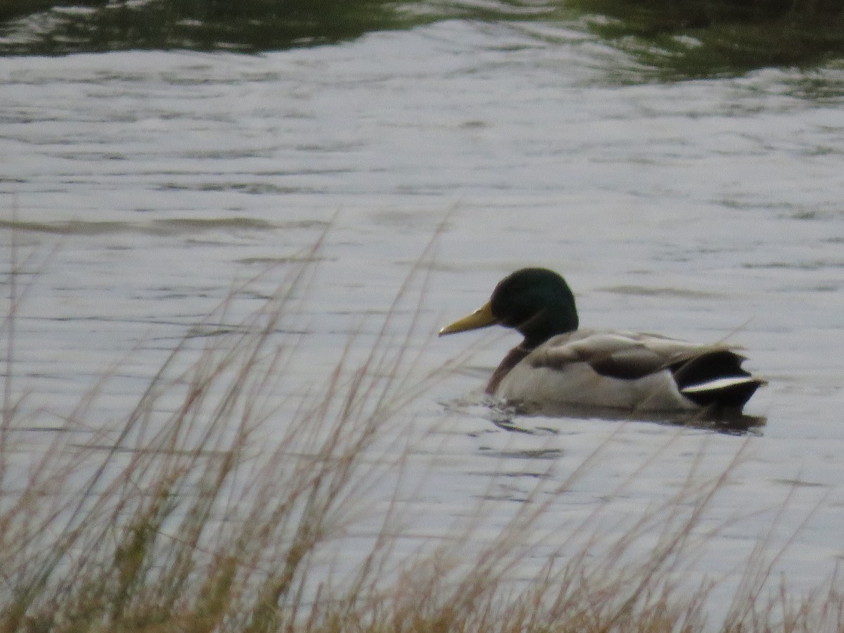 Mallard - ML625145045