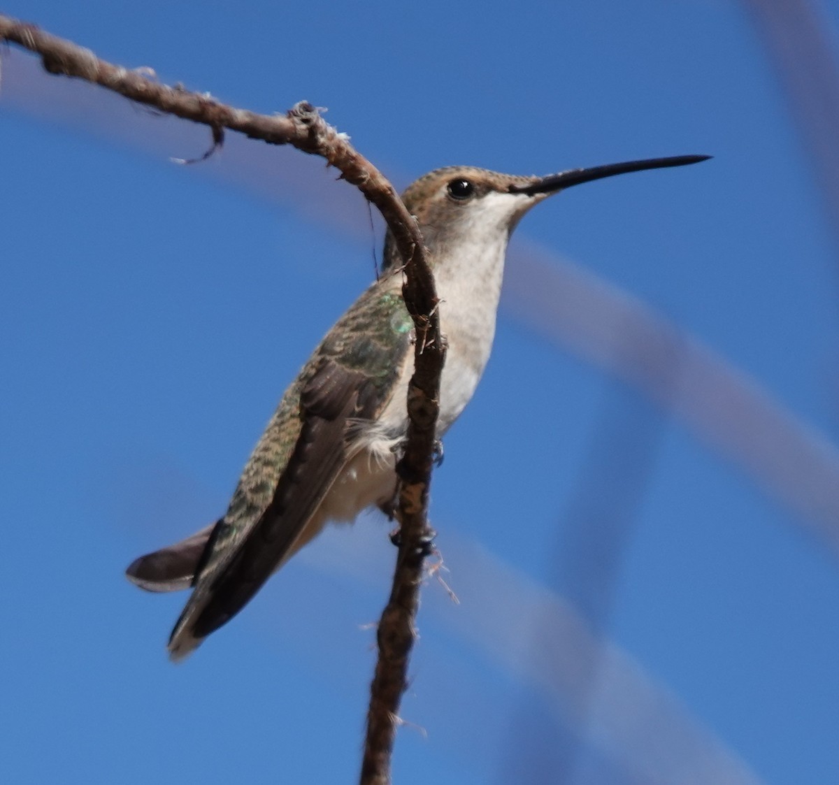 Black-chinned Hummingbird - ML625145097