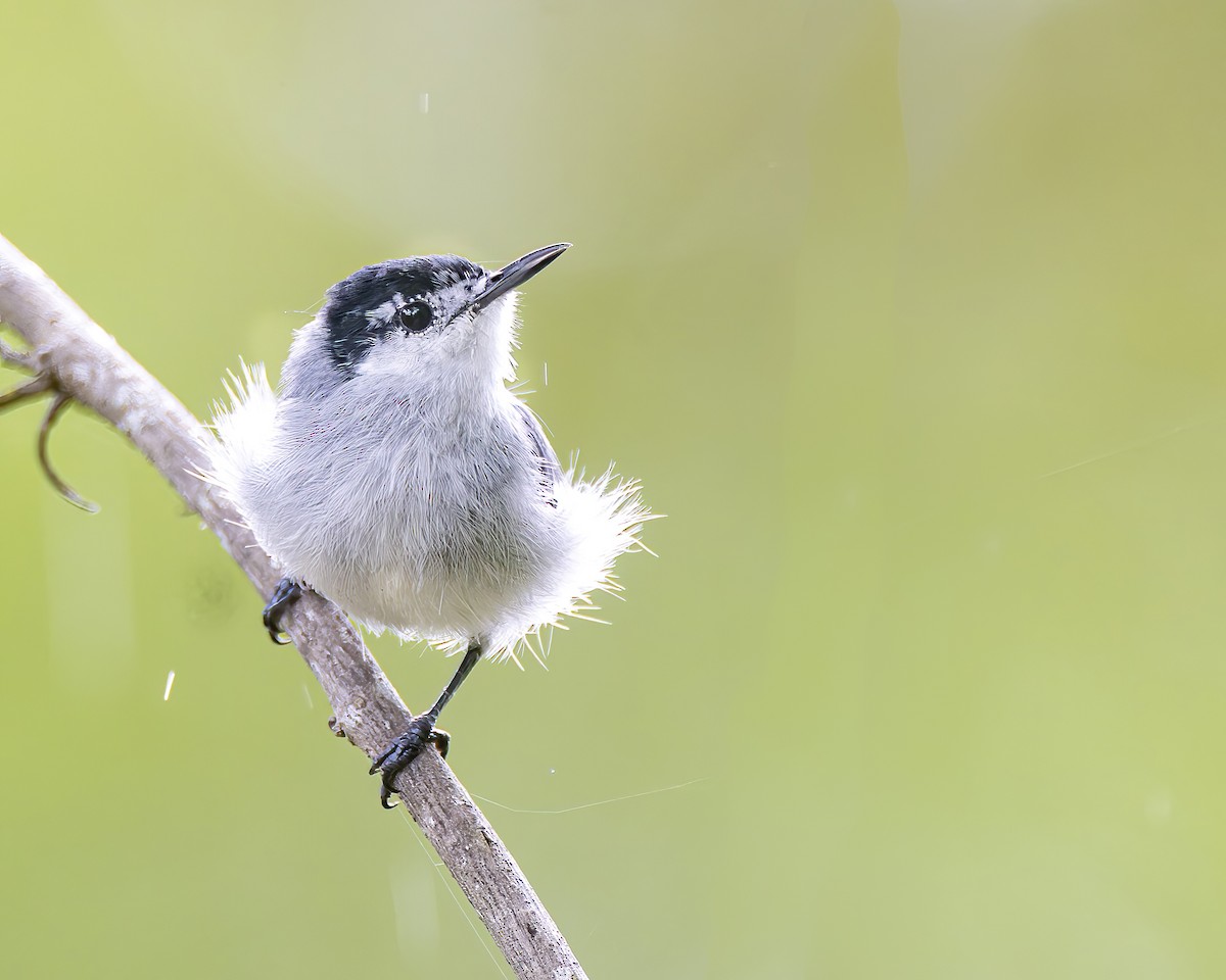 White-lored Gnatcatcher - ML625145113