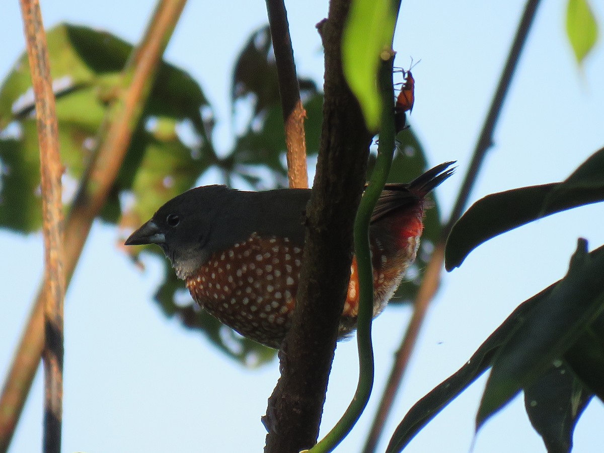 Brown Twinspot - ML625145146