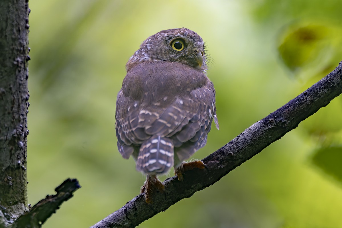 Colima Pygmy-Owl - ML625145188