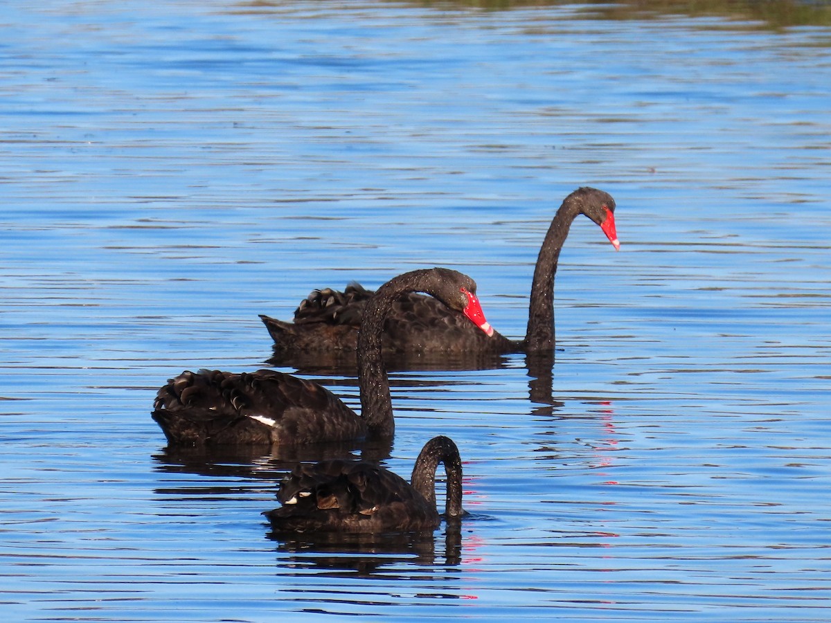 Black Swan - ML625145220