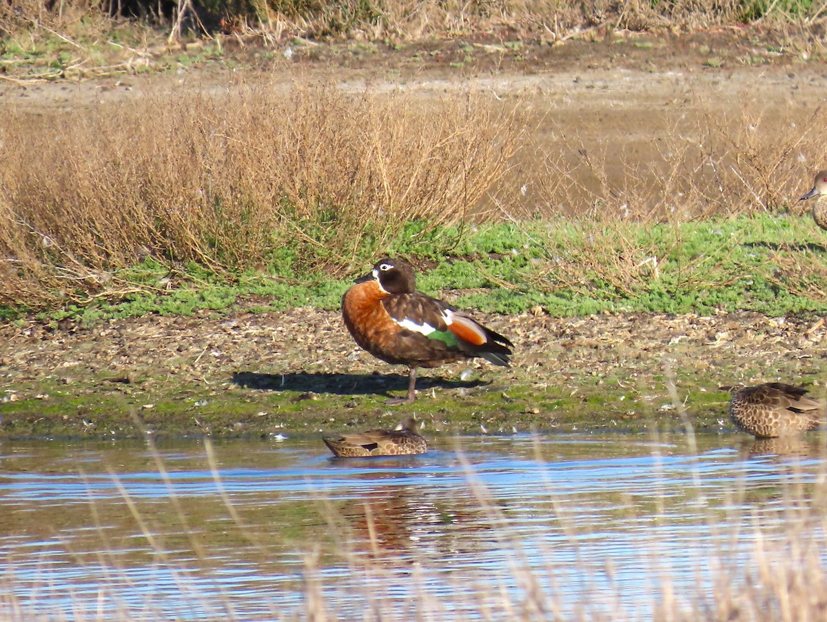 Australian Shelduck - ML625145222
