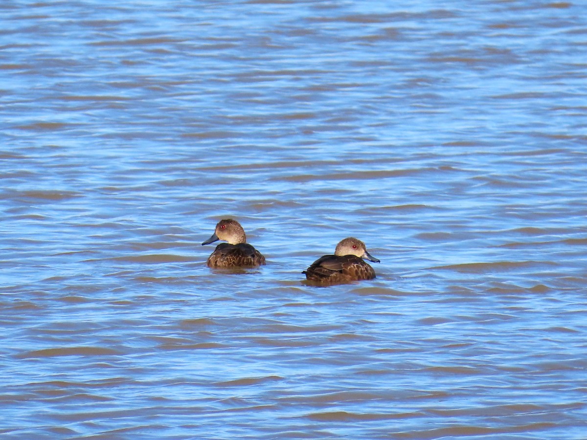 Gray Teal - ML625145223