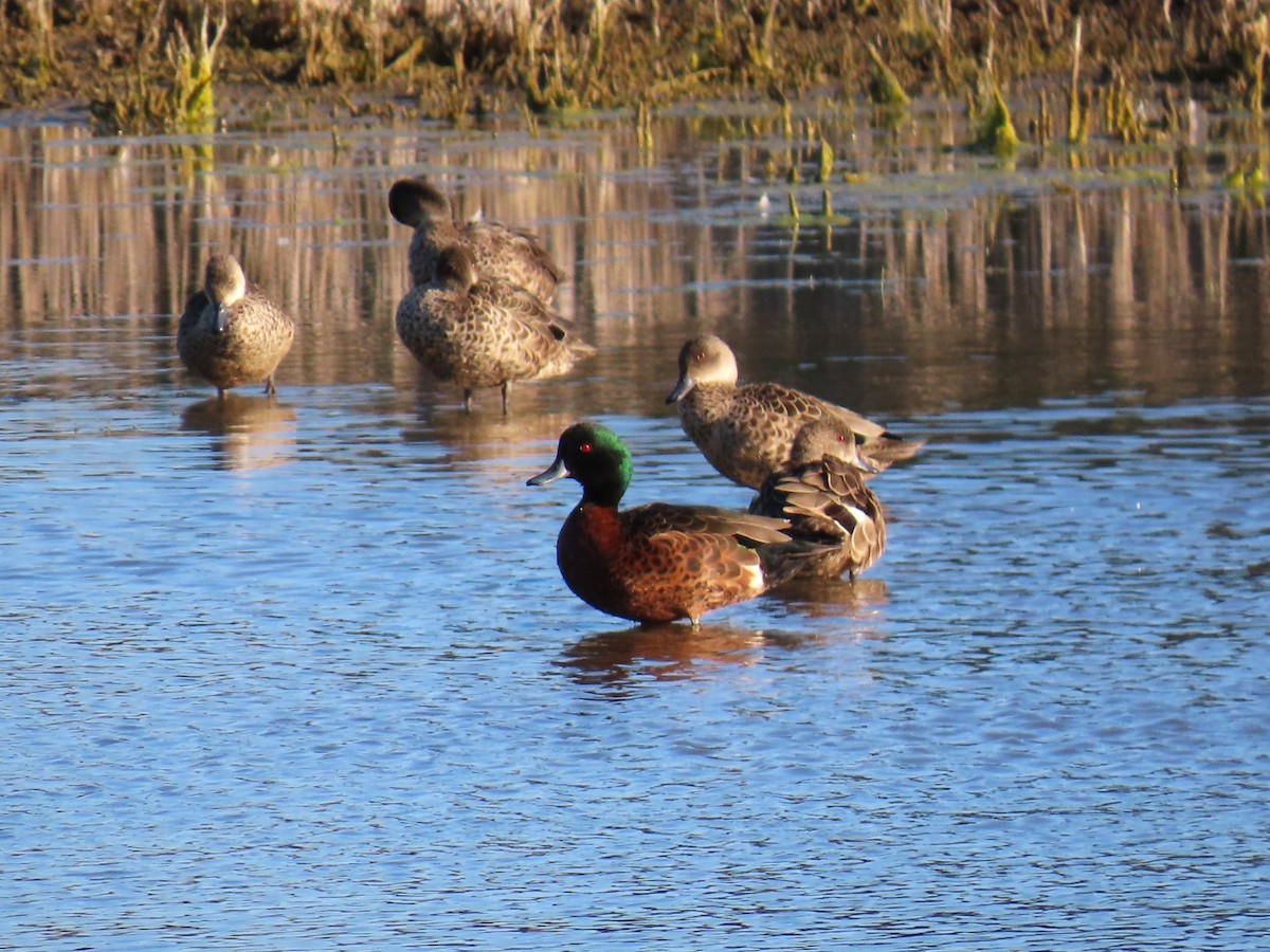 Chestnut Teal - ML625145224