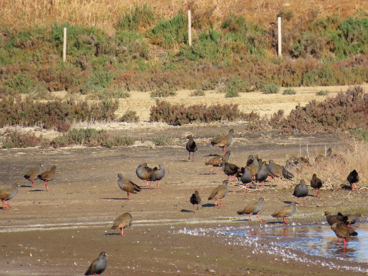 Black-tailed Nativehen - ML625145226