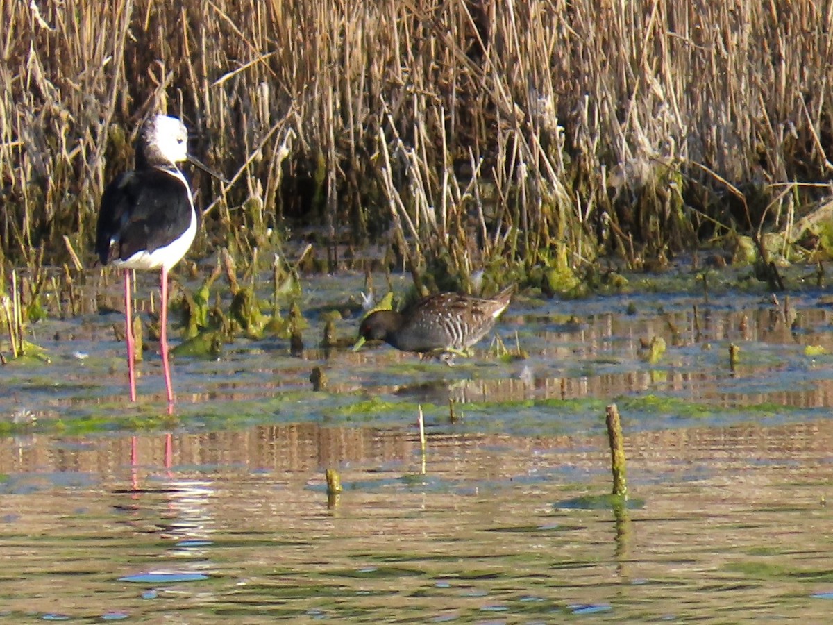 Australian Crake - ML625145227