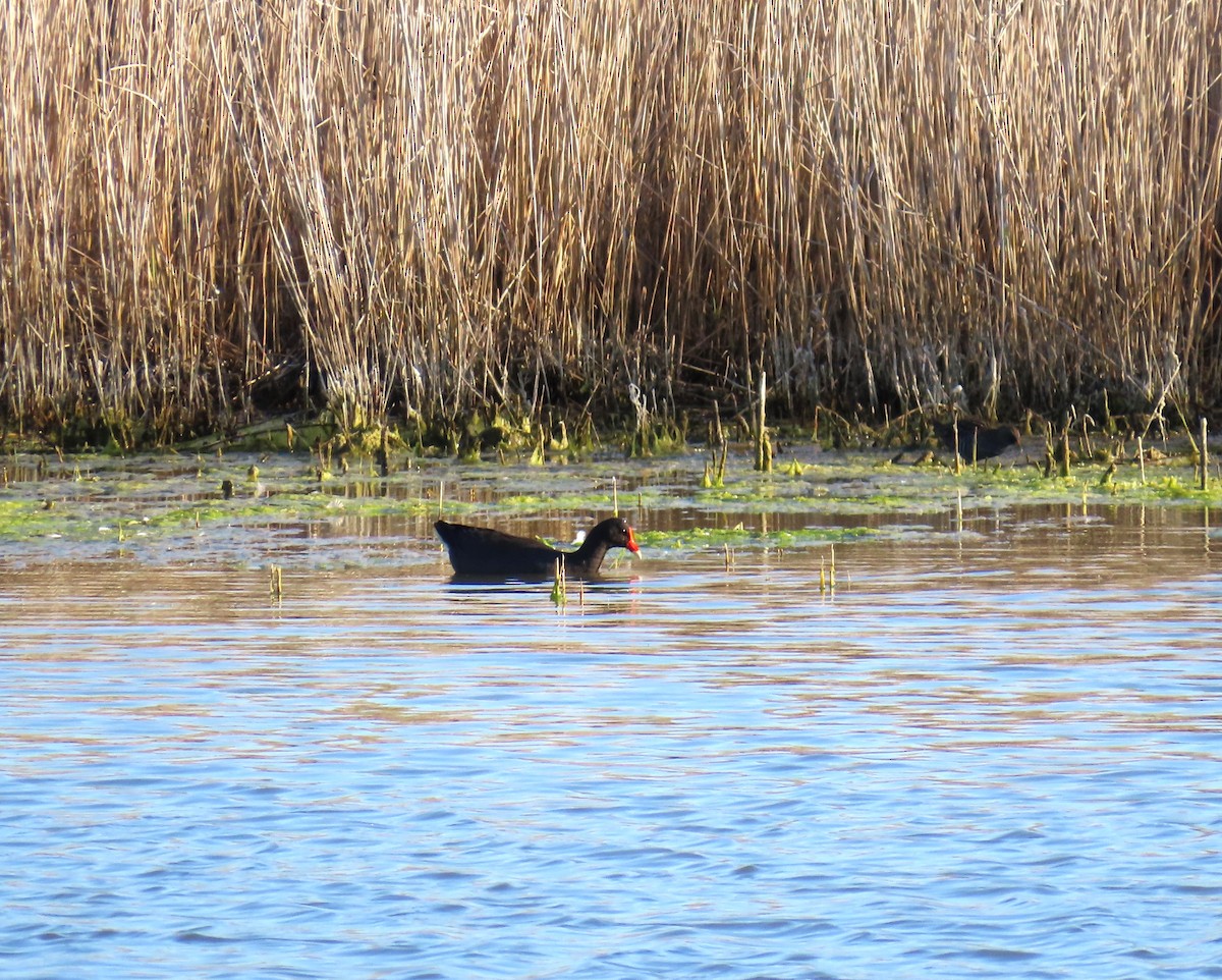 Dusky Moorhen - ML625145229