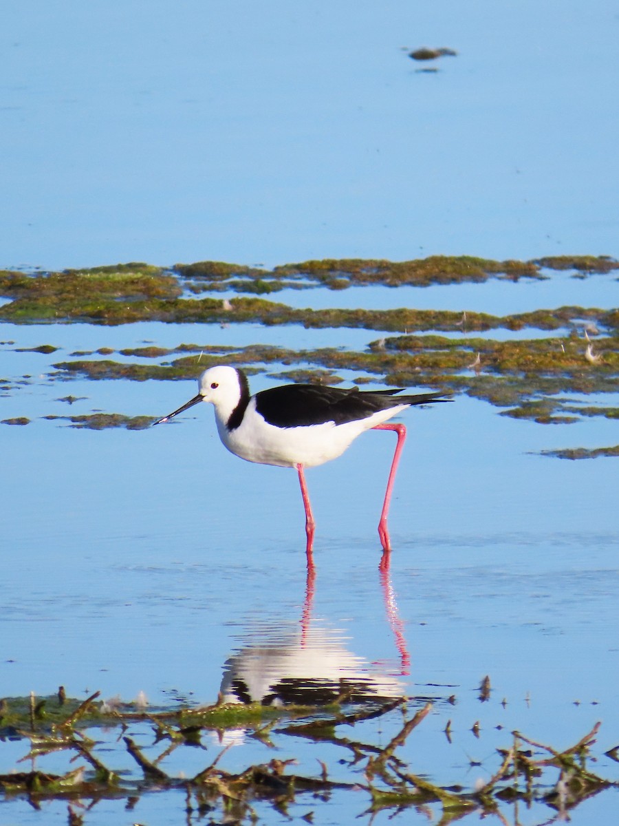 Pied Stilt - ML625145230