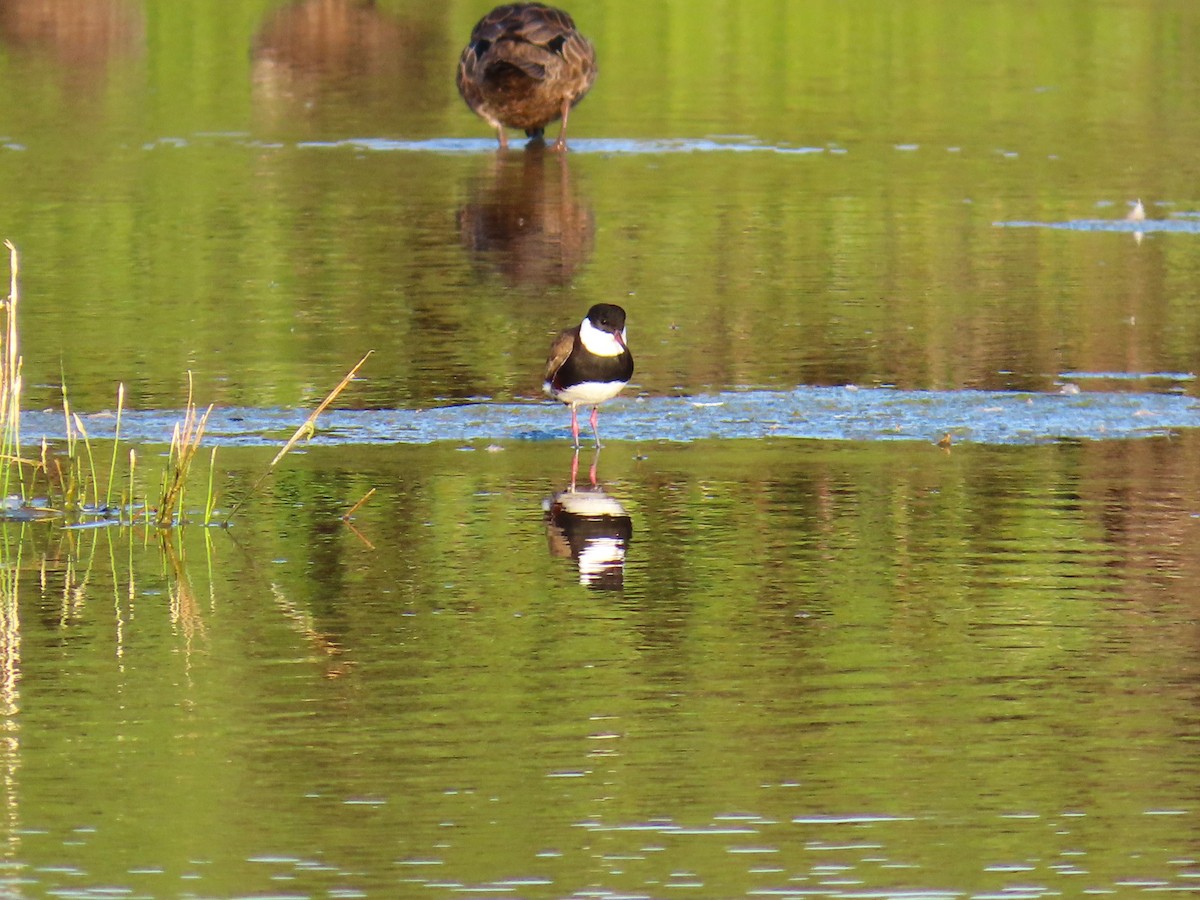 Red-kneed Dotterel - ML625145231