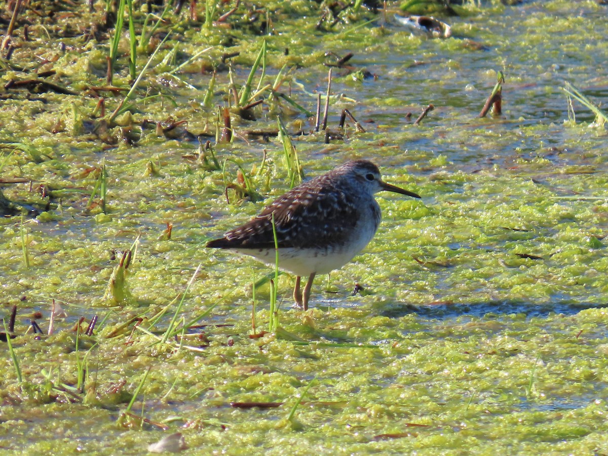 Wood Sandpiper - ML625145237
