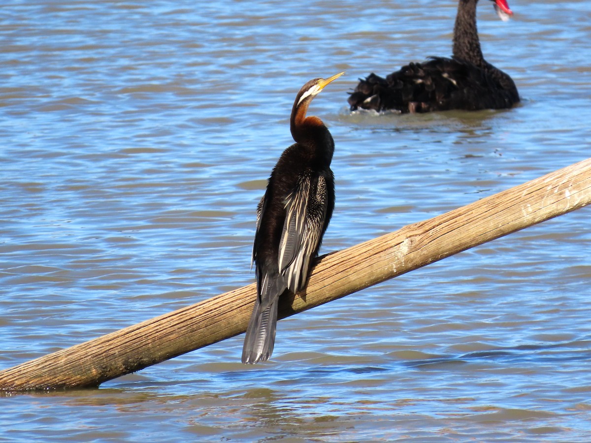 Australasian Darter - ML625145238