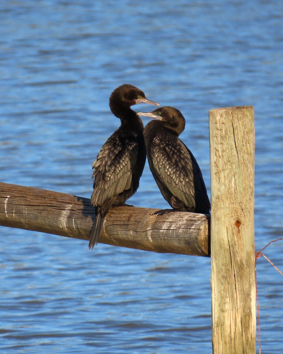Little Black Cormorant - ML625145240