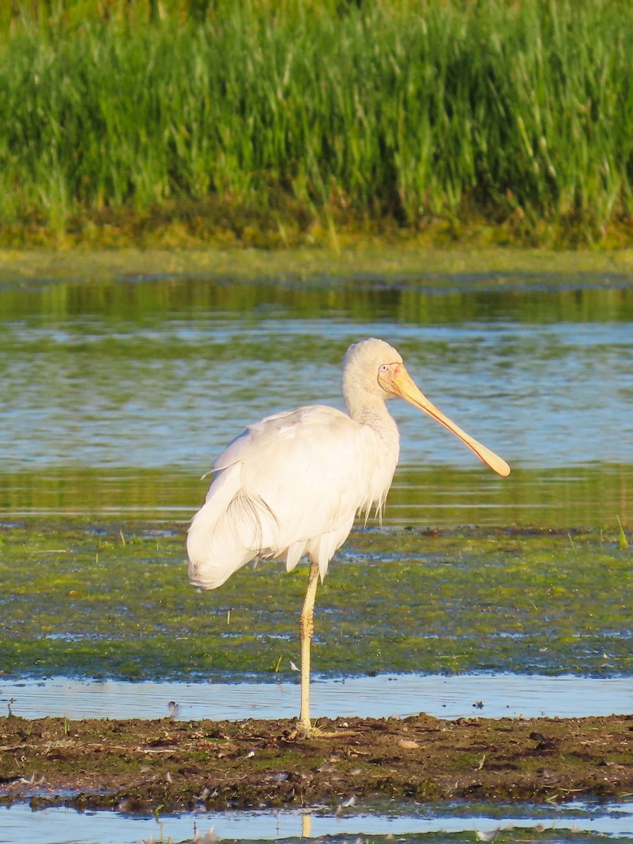 Yellow-billed Spoonbill - ML625145246