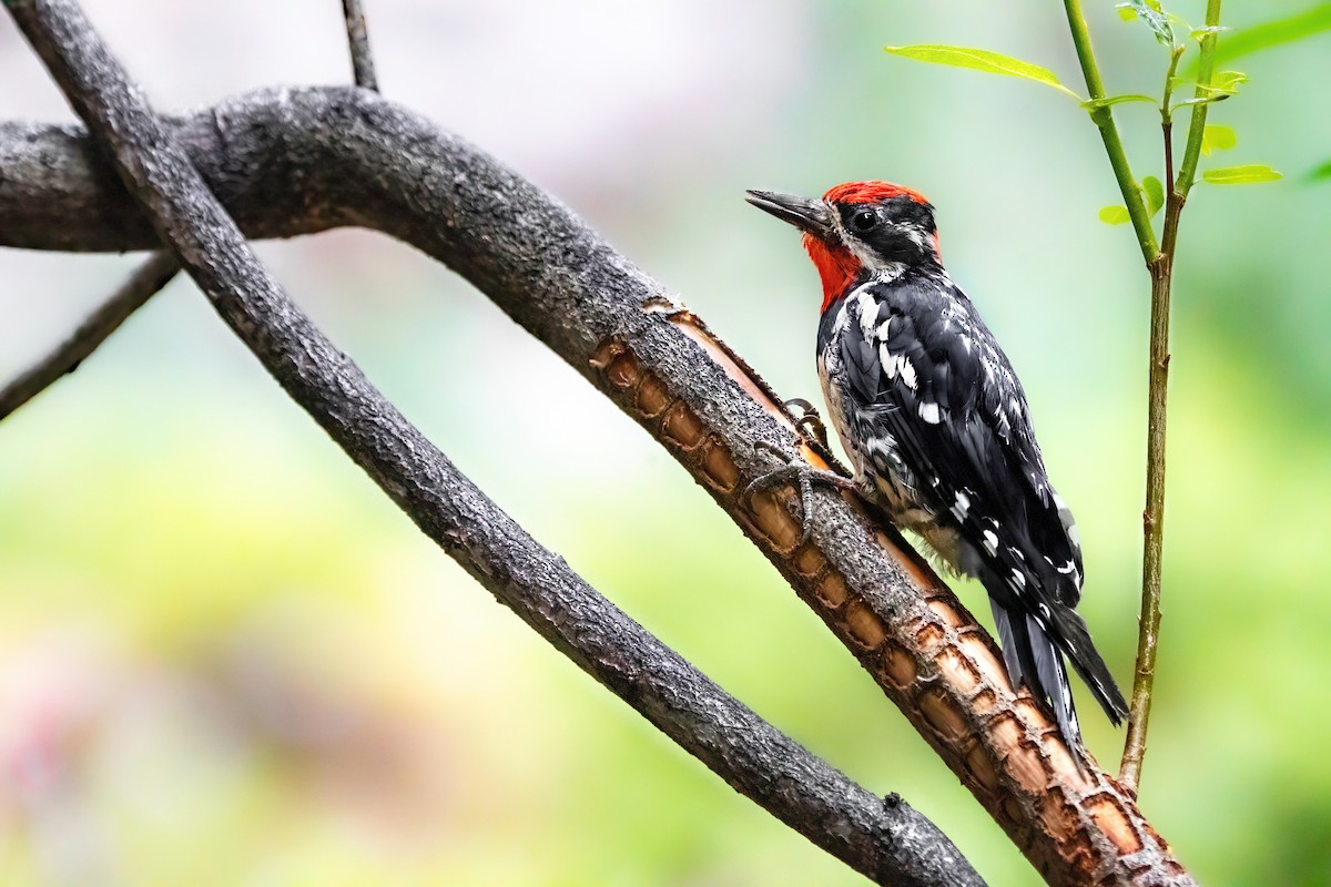 Red-naped Sapsucker - ML625145382