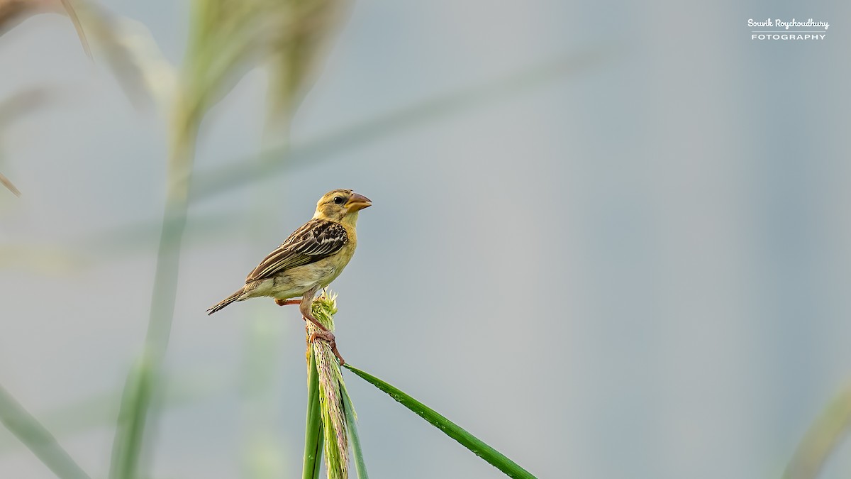 Baya Weaver - ML625145573