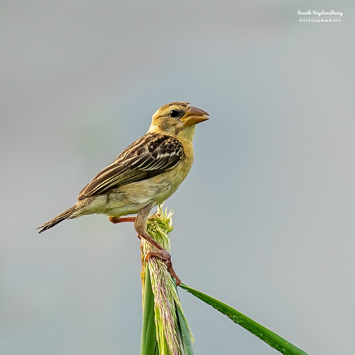 Baya Weaver - ML625145574