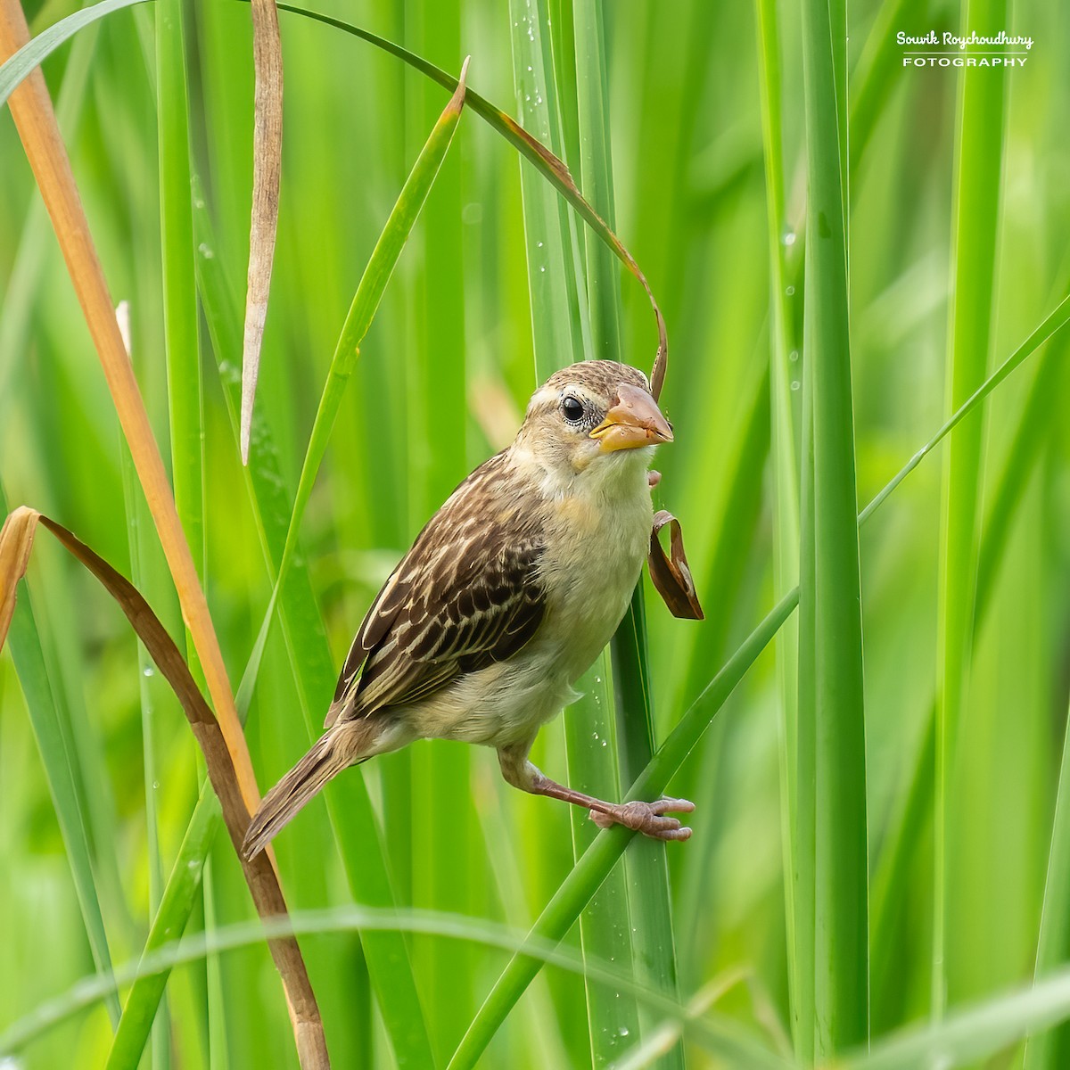 Baya Weaver - ML625145575