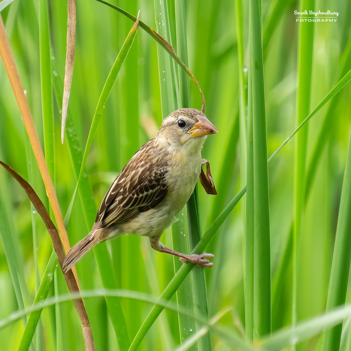 Baya Weaver - ML625145576
