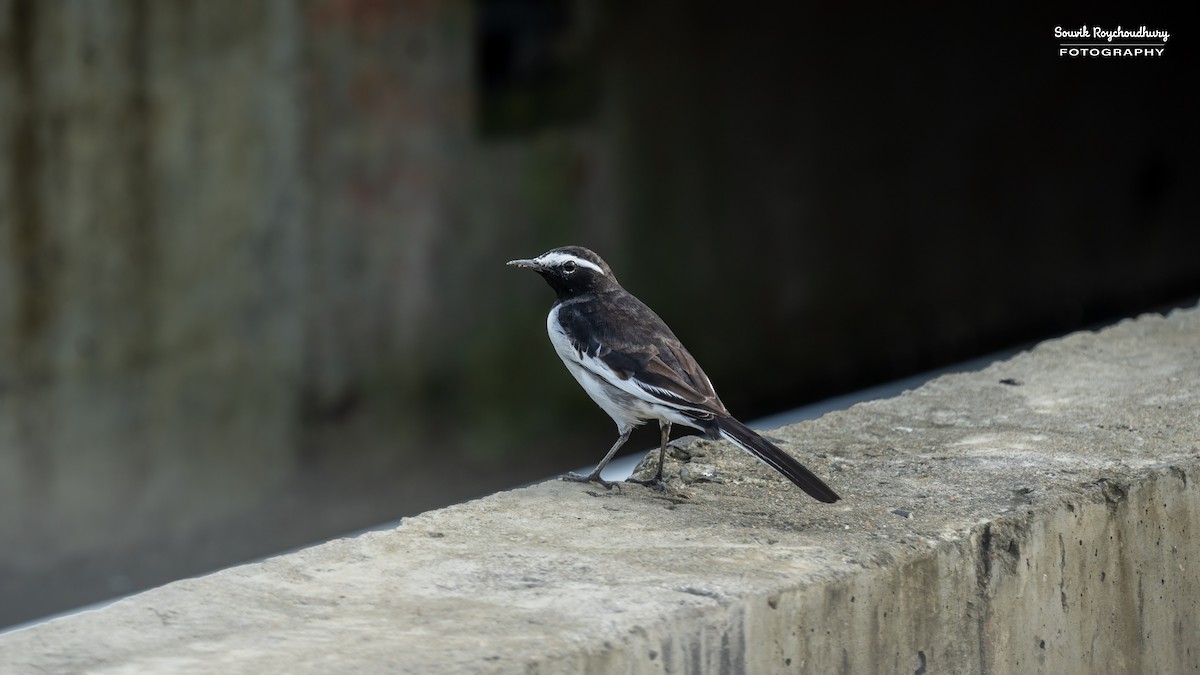 White-browed Wagtail - ML625145583