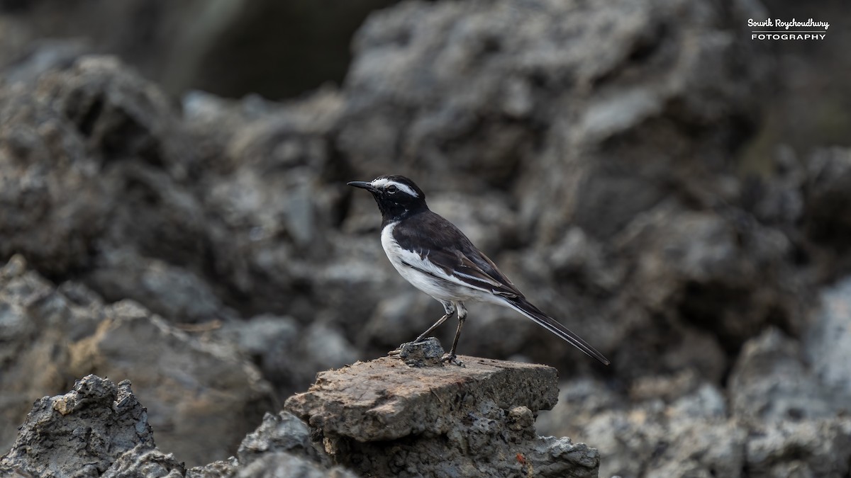 White-browed Wagtail - ML625145584