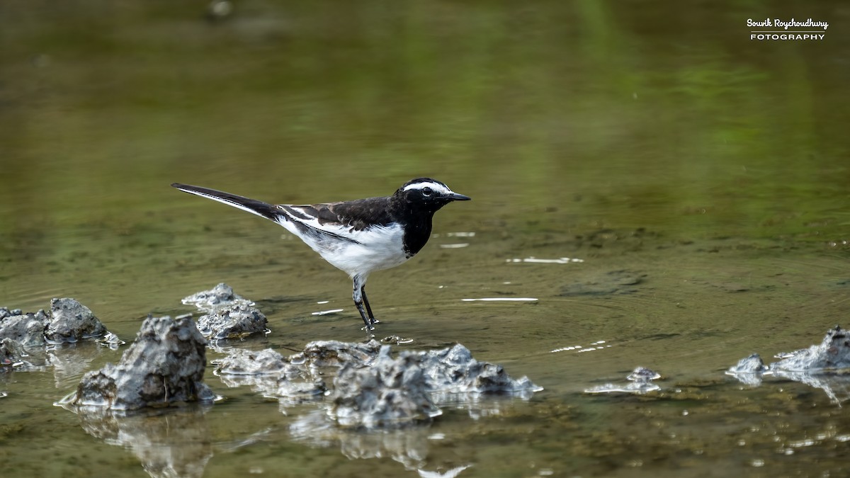 White-browed Wagtail - ML625145585