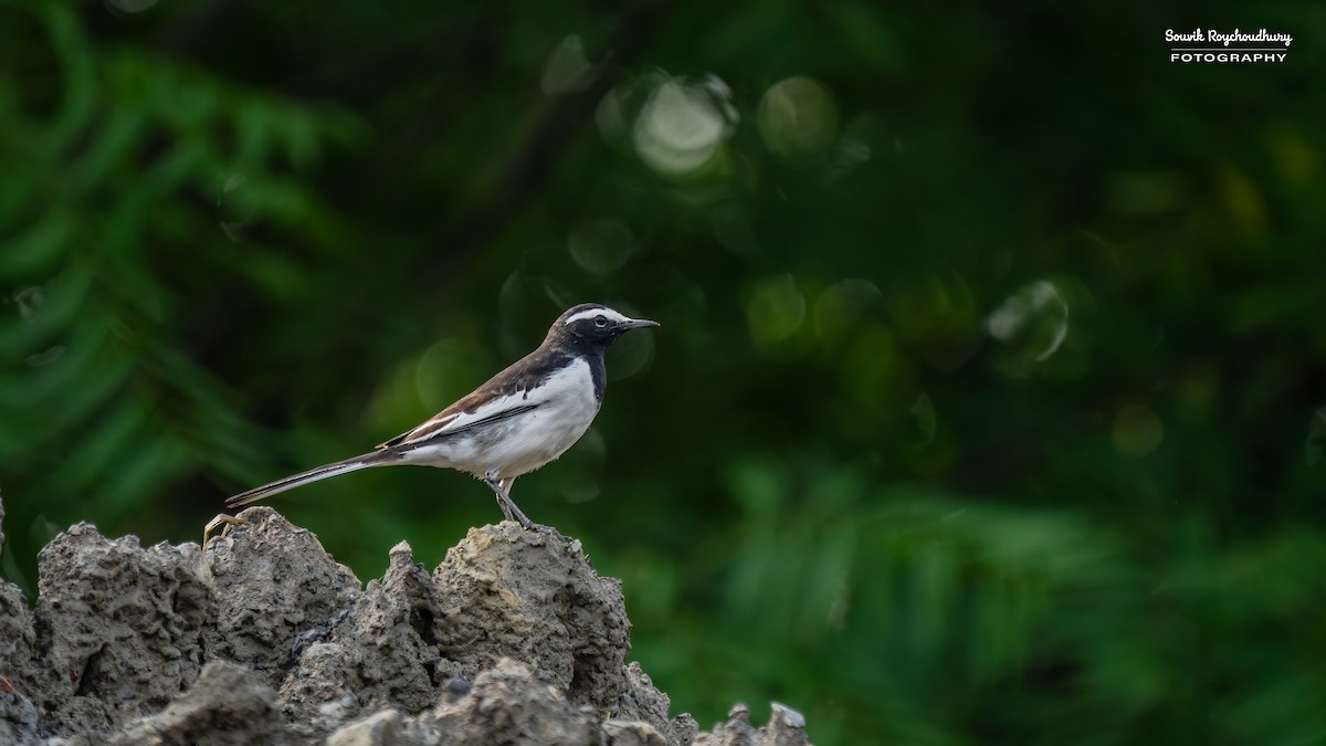 White-browed Wagtail - ML625145586