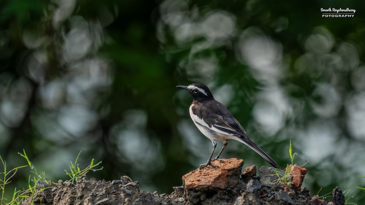 White-browed Wagtail - ML625145587